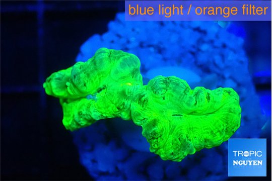 Caulastrea neon green 2 polyps WYSIWYG acclimaté