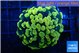 Euphyllia paraancora electro 3-5 cm WYSIWYG acclimaté