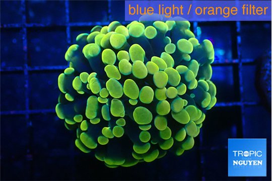 Euphyllia paraancora electro 3-5 cm WYSIWYG acclimaté