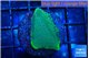 Montipora green & purple polyps 2-3 cm WYSIWYG acclimaté
