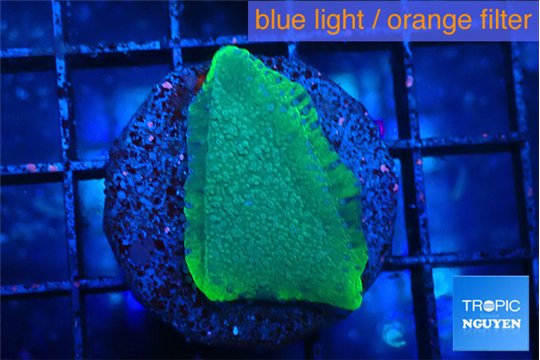 Montipora green & purple polyps 2-3 cm WYSIWYG acclimaté