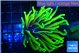 Euphyllia glabrescens hell fire 3-6 cm WYSIWYG acclimaté