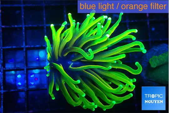 Euphyllia glabrescens hell fire 3-6 cm WYSIWYG acclimaté