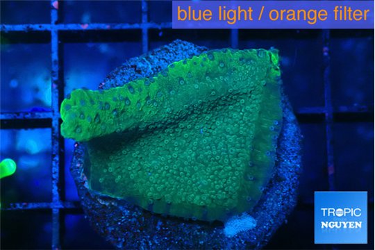 Montipora green & purple polyps 2-3 cm WYSIWYG acclimaté