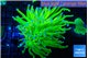 Euphyllia glabrescens Holly grail 5-8 cm WYSIWYG acclimaté