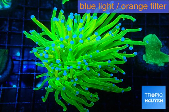 Euphyllia glabrescens Holly grail 5-8 cm WYSIWYG acclimaté