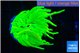 Euphyllia glabrescens Holly grail 4-7 cm WYSIWYG acclimaté
