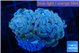 Euphyllia paraancora ivory pink 3-6 cm WYSIWYG acclimaté