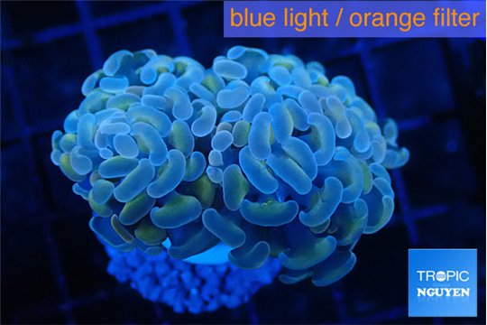 Euphyllia paraancora ivory pink 3-6 cm WYSIWYG acclimaté