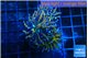 Euphyllia glabrescens gold 4-8 cm WYSIWYG acclimaté