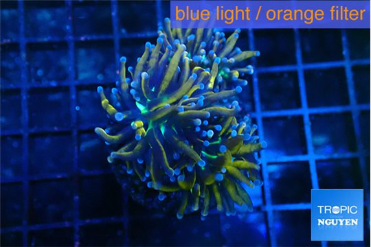 Euphyllia glabrescens gold 4-8 cm WYSIWYG acclimaté