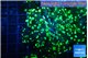 Euphyllia yayaemaensis green 4-7 cm WYSIWYG acclimaté