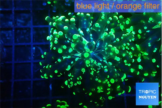 Euphyllia yayaemaensis green 4-7 cm WYSIWYG acclimaté