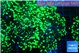 Euphyllia yayaemaensis green 4-7 cm WYSIWYG acclimaté