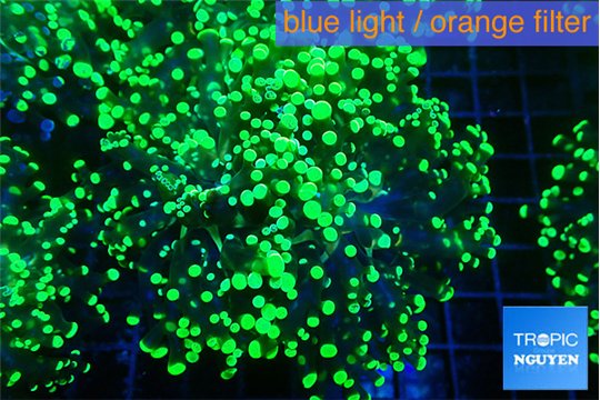 Euphyllia yayaemaensis green 4-7 cm WYSIWYG acclimaté