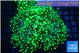 Euphyllia yayaemaensis green 7-10 cm WYSIWYG acclimaté