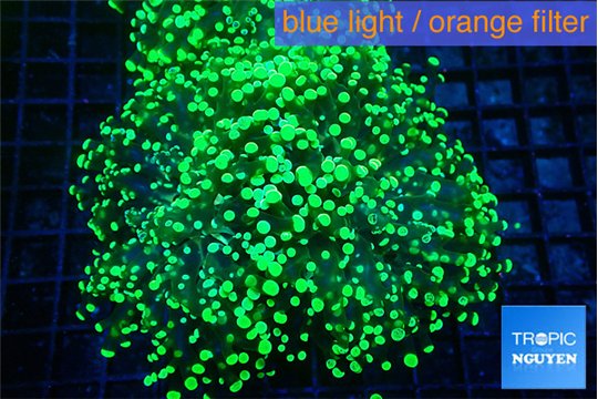 Euphyllia yayaemaensis green 7-10 cm WYSIWYG acclimaté