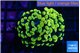 Euphyllia paraancora electro 3-6 cm WYSIWYG acclimaté