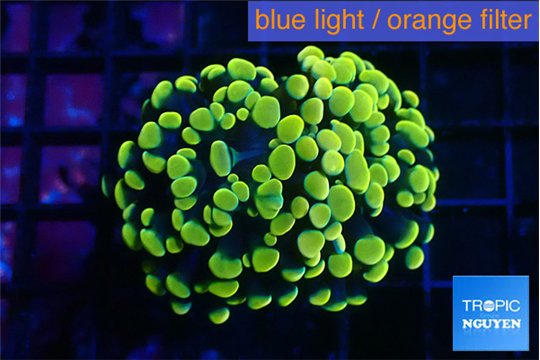 Euphyllia paraancora electro 3-6 cm WYSIWYG acclimaté