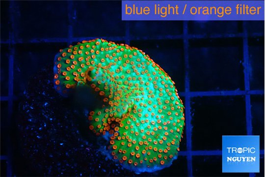 Montipora red fire forest 2 cm WYSIWYG acclimaté