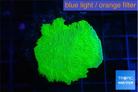 Montipora green cap 2-3 cm WYSIWYG acclimaté