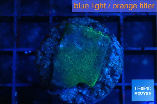 Montipora green & purple polyps 2 cm WYSIWYG acclimaté