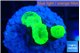 Caulastrea neon green 3 polyps WYSIWYG acclimaté