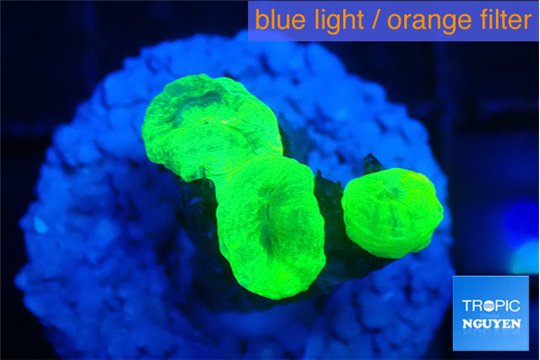 Caulastrea neon green 3 polyps WYSIWYG acclimaté