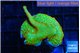 Montipora red fire forest 2-3 cm WYSIWYG acclimaté