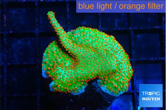 Montipora red fire forest 2-3 cm WYSIWYG acclimaté