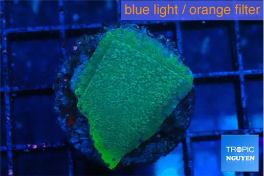 Montipora green & purple polyps 2 cm WYSIWYG acclimaté