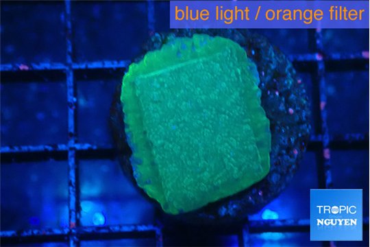 Montipora green & purple polyps 2 cm WYSIWYG acclimaté