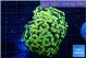 Euphyllia paraancora electro 4-7 cm WYSIWYG acclimaté