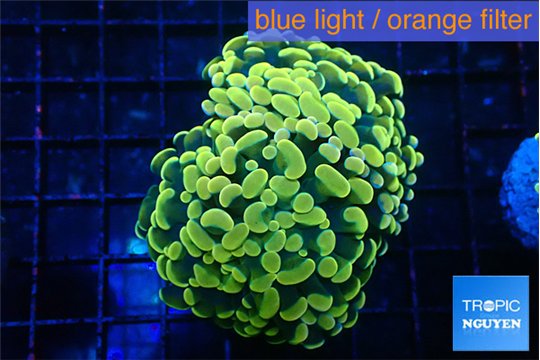 Euphyllia paraancora electro 4-7 cm WYSIWYG acclimaté