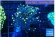 Euphyllia glabrescens joker 3-6 cm WYSIWYG acclimaté
