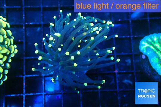 Euphyllia glabrescens joker 3-6 cm WYSIWYG acclimaté