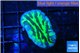 Merulina neon green 2-3 cm WYSIWYG acclimaté