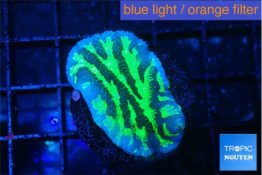 Merulina neon green 2-3 cm WYSIWYG acclimaté