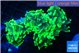 Euphyllia paraancora neon green 5-9 cm WYSIWYG acclimaté