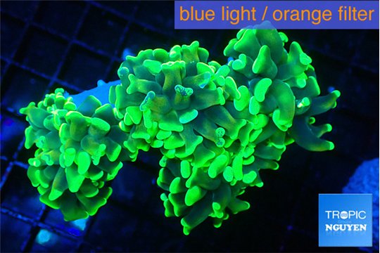 Euphyllia paraancora neon green 5-9 cm WYSIWYG acclimaté