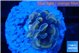 Euphyllia paraancora ivory pink 2-4 cm WYSIWYG acclimaté