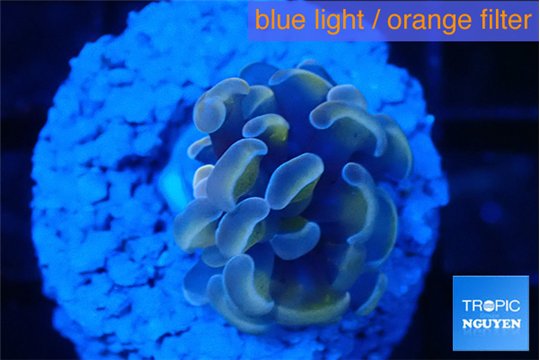 Euphyllia paraancora ivory pink 2-4 cm WYSIWYG acclimaté