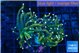 Euphyllia glabrescens hell fire 4-8 cm WYSIWYG acclimaté