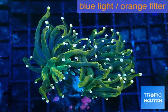 Euphyllia glabrescens hell fire 4-8 cm WYSIWYG acclimaté