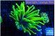 Euphyllia glabrescens hell fire 3-6 cm WYSIWYG acclimaté