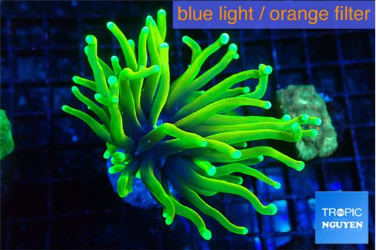 Euphyllia glabrescens hell fire 3-6 cm WYSIWYG acclimaté
