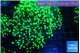 Euphyllia yayaemaensis green 4-7 cm WYSIWYG acclimaté