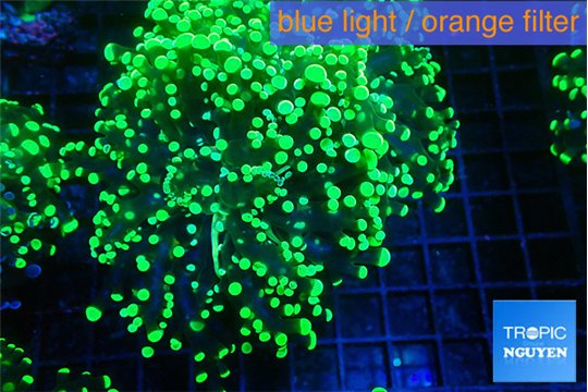 Euphyllia yayaemaensis green 4-7 cm WYSIWYG acclimaté