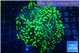 Euphyllia yayaemaensis green 4-7 cm WYSIWYG acclimaté