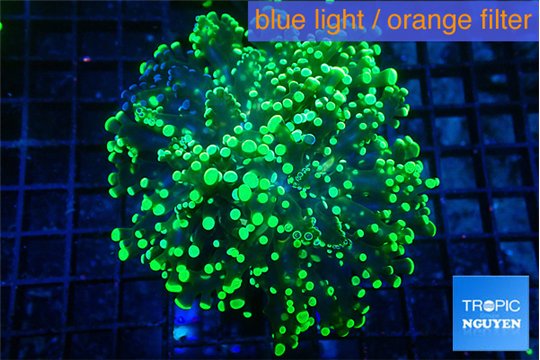 Euphyllia yayaemaensis green 4-7 cm WYSIWYG acclimaté